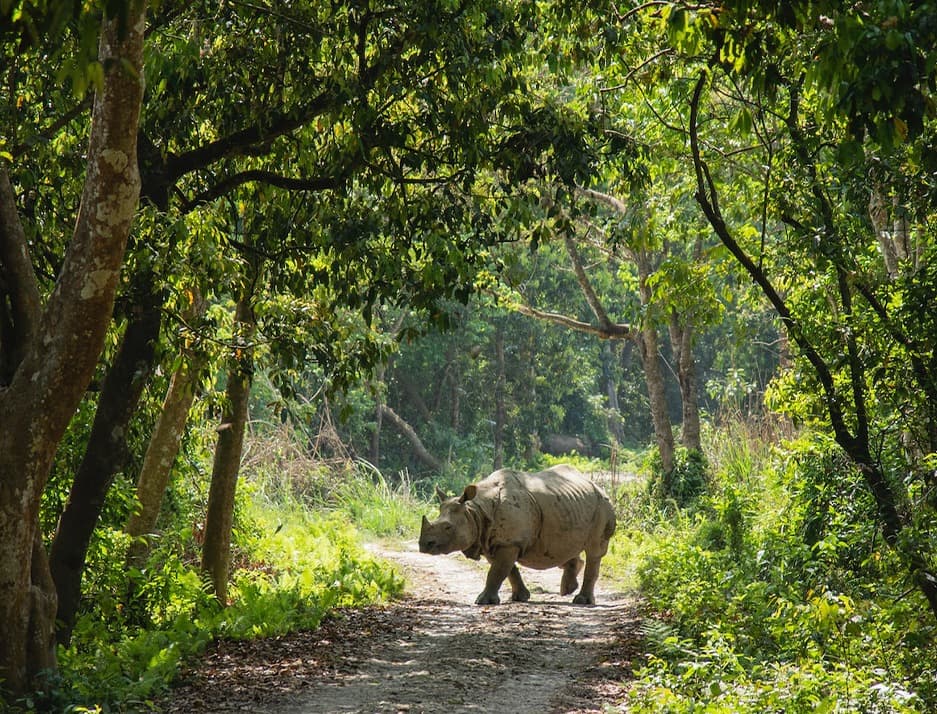 Chitwan Jungle Safari